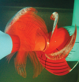 Düşük Frekanslı Gürültüler